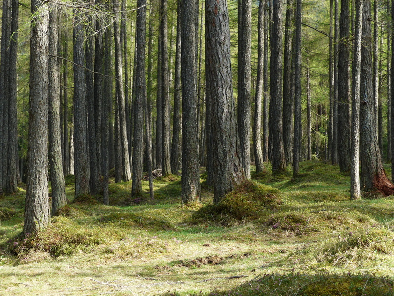 tree trunk, daytime, tranquil scene, grass, forest, idyllic, larix, bamboo - plant, strains, pine family, western, 4K, non-urban scene, tranquility, no people