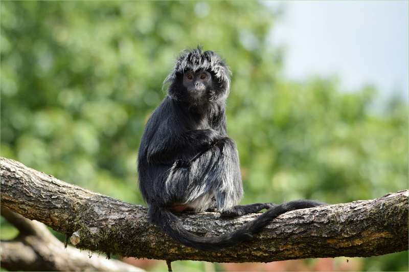 zoology, environment, zoo, wilderness, nature, vertebrate, animal, one animal, no people, mammal, branch, black color, outdoors, 1080P, looking at camera