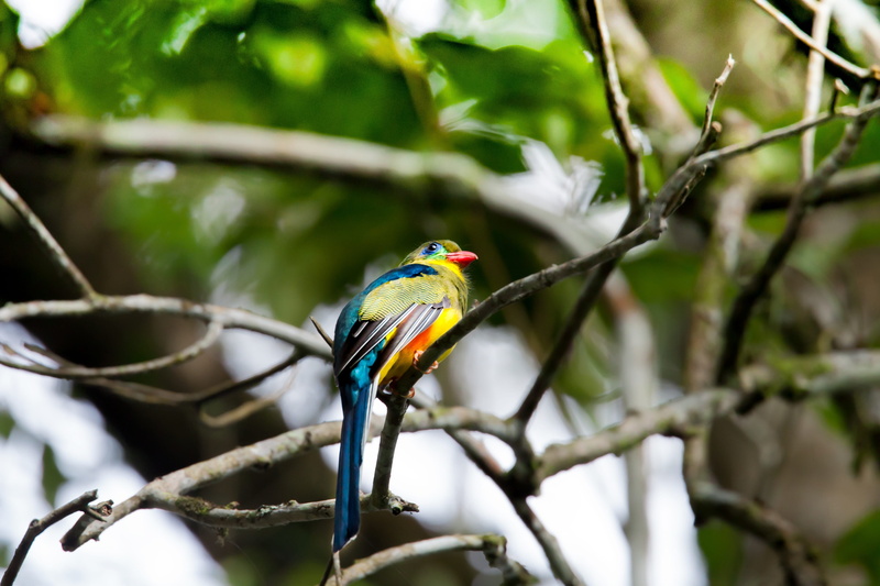 one animal, vertebrate, tree, nature, javan trogon, endangered birds, bird, animal, no people, beauty in nature, colorful, animals in the wild, perching