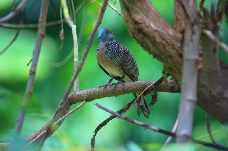 no people, bird, his javanese birds, tree, animals, one animal, vertebrate, dove, perching, animal, animals in the wild, branch, green color, nature, animal themes