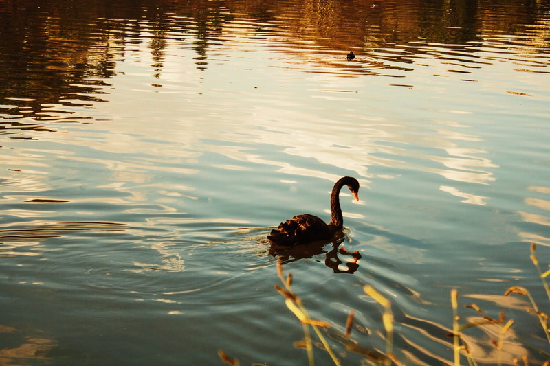 animal wildlife, lake, brazil, day, no people, animals in the wild, moody, bird, animal neck, one animal, duck, water, waterfront, high angle view, rippled