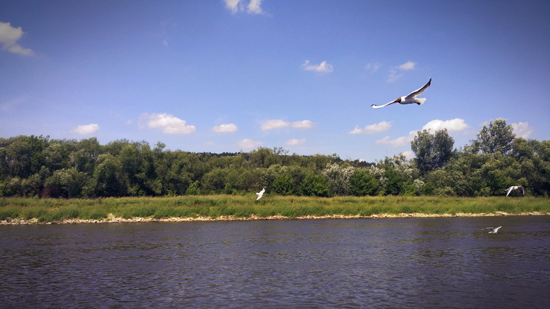 vertebrate, mid-air, flying, tranquil scene, river, birds, tree, animals in the wild, no people, plant, water, spread wings, landscape, beauty in nature