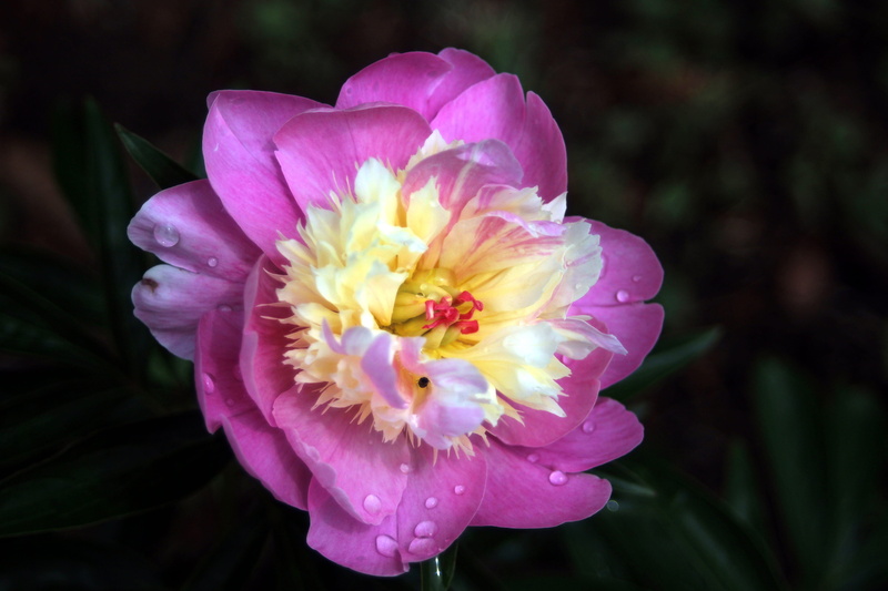 outdoors, insects, beauty in nature, plants, day, nature, flower, flora, plant, peony, freshness, garden, spring, leaf, flowers, shyness, close-up, bug