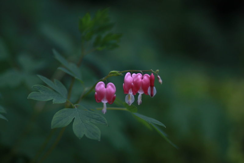 plants, flowers, selective, flowering plant, plant, photo, focus, beautiful, lyreflower, bleeding heart, leaf, fragility, flower horn, outdoors, wild, pink flowers