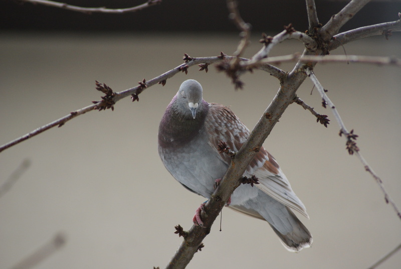 confession, twig, branch, no people, one animal, love, bird, nature, animal wildlife, the excitement, focus on foreground, close-up, low angle view, disgrace