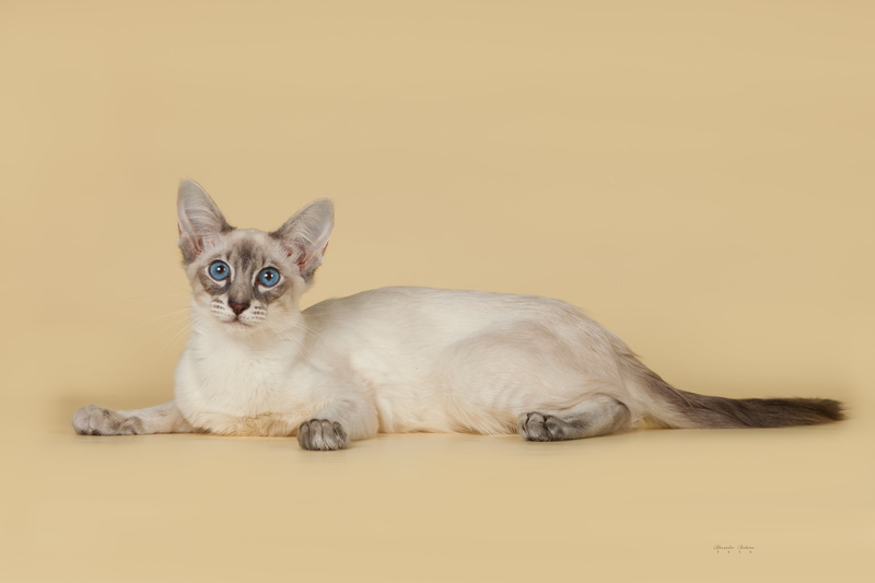 mammal, siamese Cat, full length, kitten, siamese, domestic Cat, pets, color, animal themes, looking at camera, young Animal, feline, copy space, relaxation