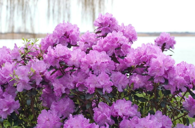 formal Garden, no People, pink Color, flowers, close-up, focus on foreground, nature, rhododendron, branch, growth, flowerbed, springtime, flower, season