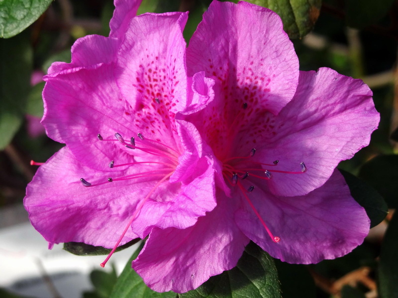 nature, leaf, 1080P, azalea, flower, nature and landscapes