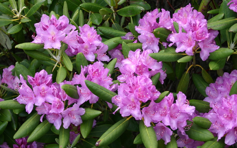 Rhododendron, 1080P, Pink, Flowers, Leaves