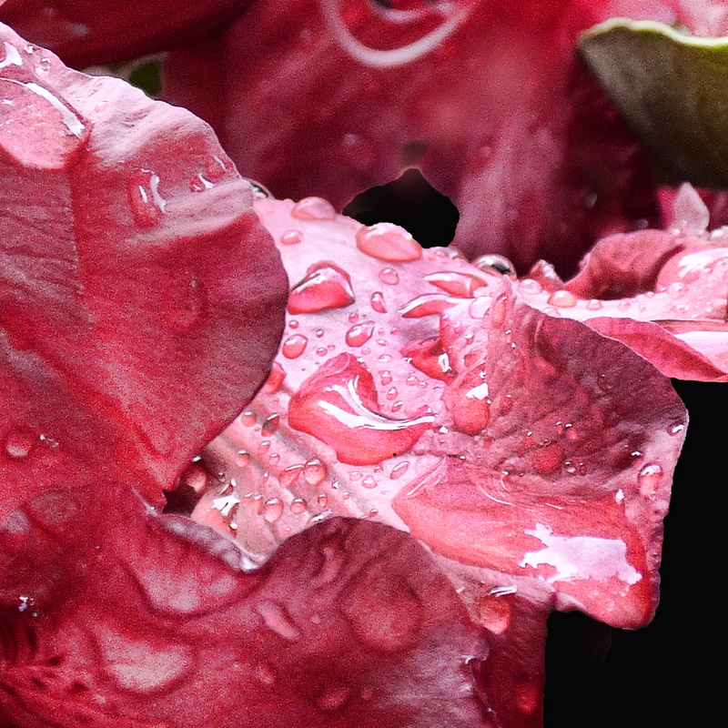 nature, red, photo, leaf, red leaf, small, drop, rhododendron, closeup, plant, backgrounds, wet, close-up, petals, 2K