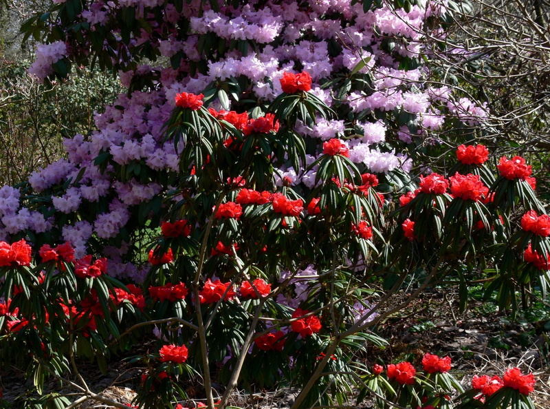 flower, rhododendron, backgrounds, close-up, green Color, land, flowerbed, pink Color, red, fragility, flower Head, flowering plant, growth, lilac, plant