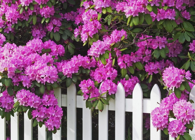 built structure, barrier, boundary, rhododendron, tree, springtime, fragility, red, plant, branches, close-up, flowerbed, freshness, blossom, season, flower