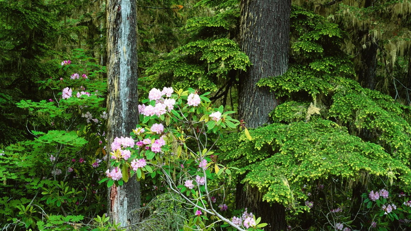 1920x1080, pink, petaled, rhododendron, flower, flowers, 1080P, forest