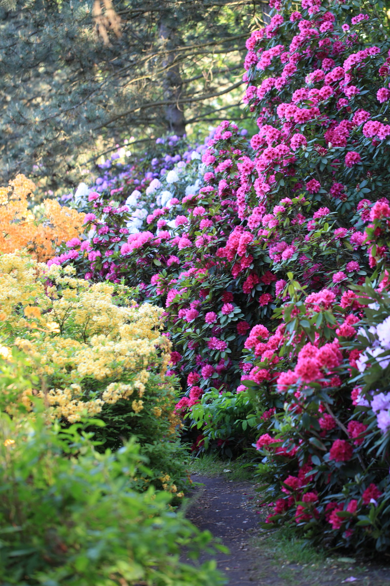 land, botany, spring, footpath, growth, garden, green, vulnerability, pink color, color, close-up, flowering plant, yellow, pink, bush, outdoors, 5K, no people