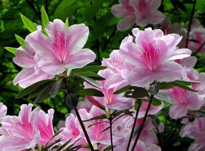 decoration, vulnerability, branch, shrub, 720P, formal Garden, pink Color, petal, gardening, macro, purple, petaled, blossom, fragility, no People, flowering plant