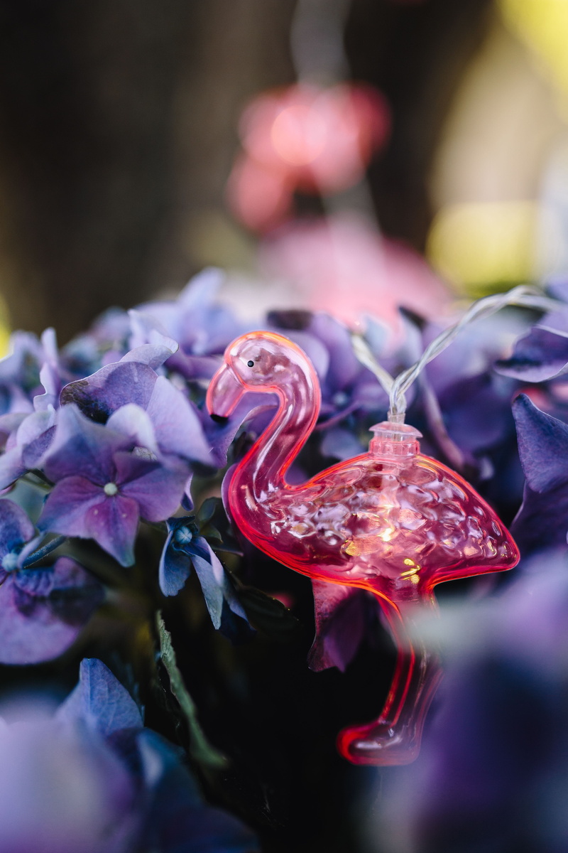 freshness, animal themes, day, led, food, amp, 5K, summer, Flamingo, lamp, decoration, party, petal, selective focus, decor, purple, animal wildlife, one animal