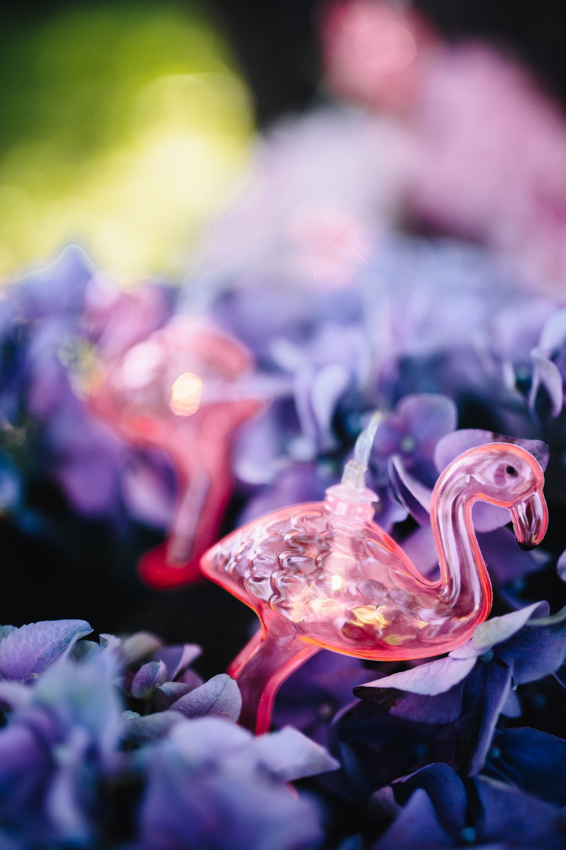 animals in the wild, pink, flower, purple, outdoors, close-up, fragility, summer, decor, underwater, party, beauty in nature, light, lamp, fun, nature
