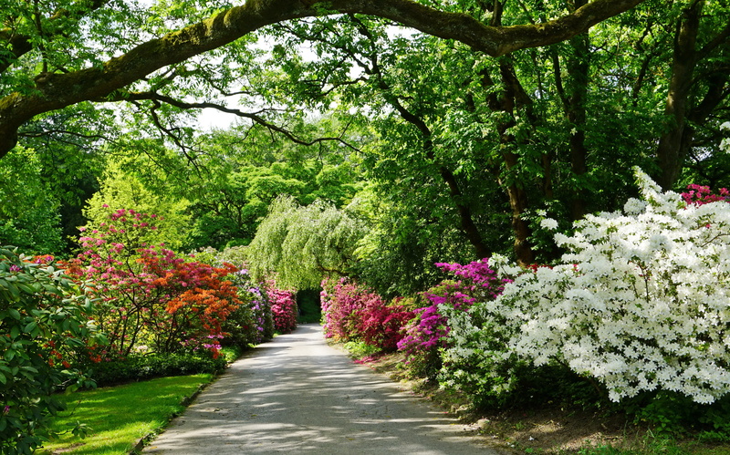 tree, lush foliage, green color, nature, no people, plant, the bushes, Germany, trees, Grugapark Essen, the way forward, alley, foliage, track, Park, flower