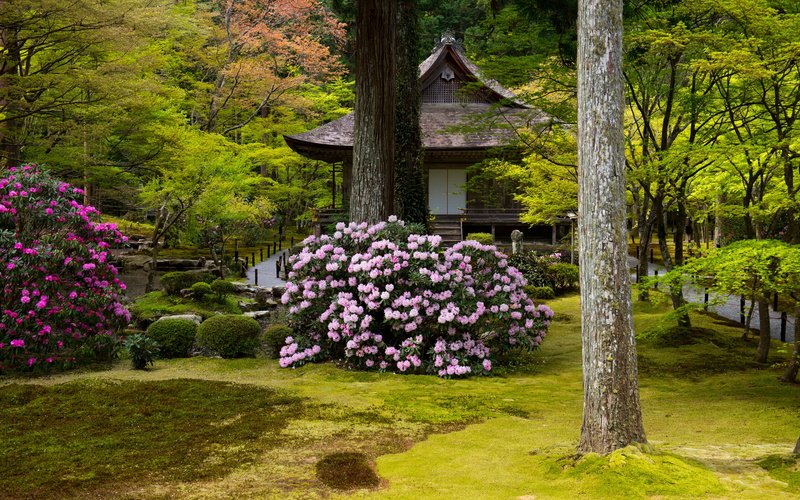 tree, day, front or back yard, flower, built structure, greens, park - man made space, springtime, green color, Kyoto, rhododendrons, lawn, architecture