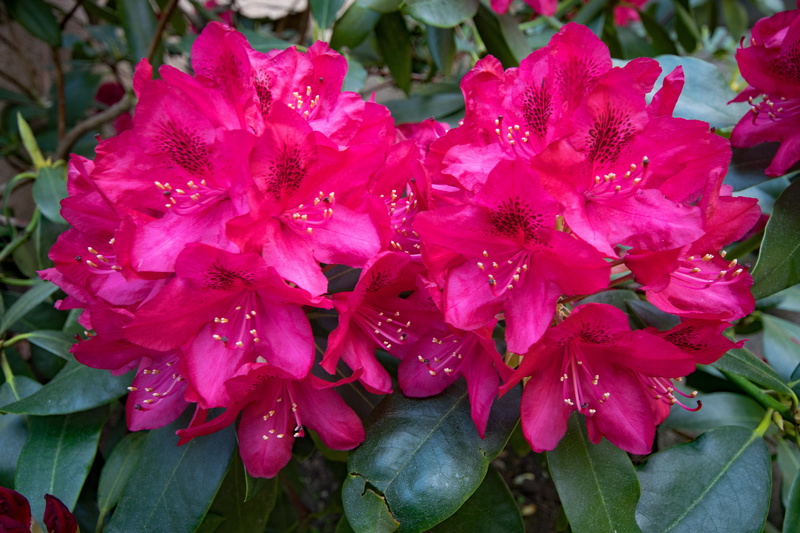 flowering plant, rhododendron, pink color, raindrop, nature, petal, day, pollen, plant, flower, outdoors, beauty in nature, no people, drop, bunch of flowers