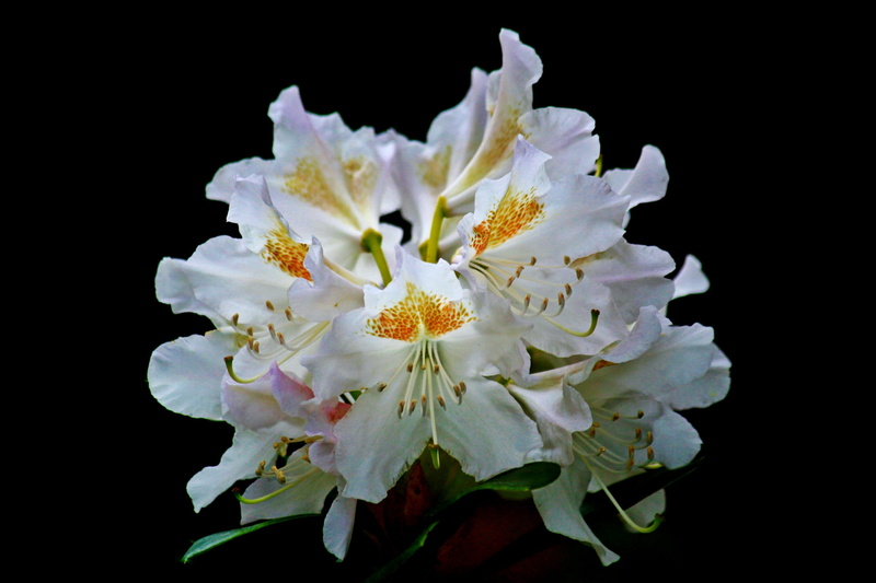 nature, blossomed, freshness, lighting, white color, black background, no people, flora, studio shot, flower head, pistil, Rhododendron, beauty in nature
