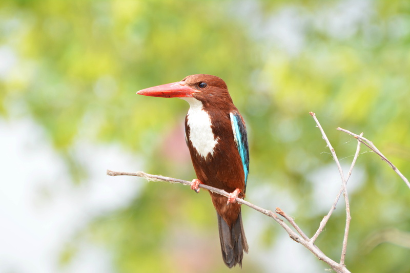 no people, bird image, green bird, branch, animal wildlife, beauty in nature, kingfisher, 5K, focus on foreground, animal, king bird, bird, animal themes