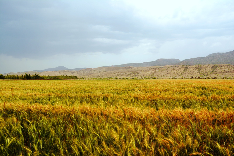 Adam  Eve, nikon, Umer, outdoors, 4K, agriculture, farm, Amber waves, gallian, malik, field, Wheat, pakistani, d5200, peace, Explore, grain, daytime, nature