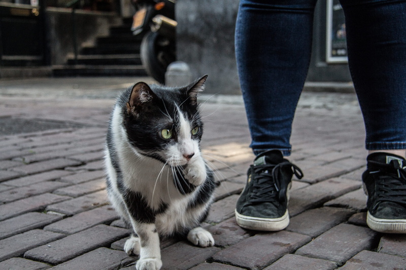 feline, domestic, jeans, focus on foreground, standing, pet owner, animal, vertebrate, 5K, low section, one animal, one person, human foot, stray, lost