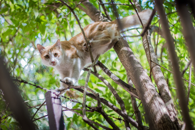 no people, plant, orange, one animal, 5K, kitty, looks, urban, day, domestic, resting, wall, street, fur, low angle view, whisker, cat, outdoors, face