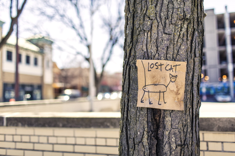 incidental people, 5K, education, street, focus on foreground, trunk, tree trunk, information, sign, communication, signage, cat, text, western script
