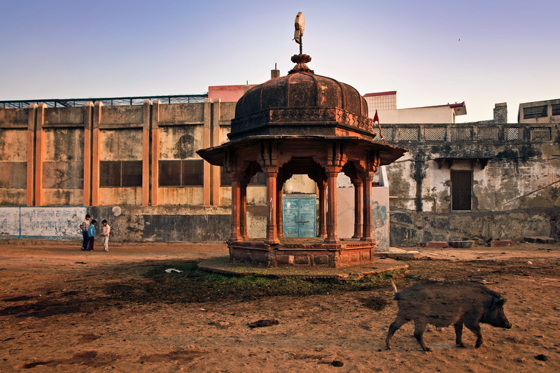 vrndavana, domestic animals, vertebrate, concrete, india, vaishnava, hungry, history, one animal, asia, gazebo, building exterior, sacred, architecture