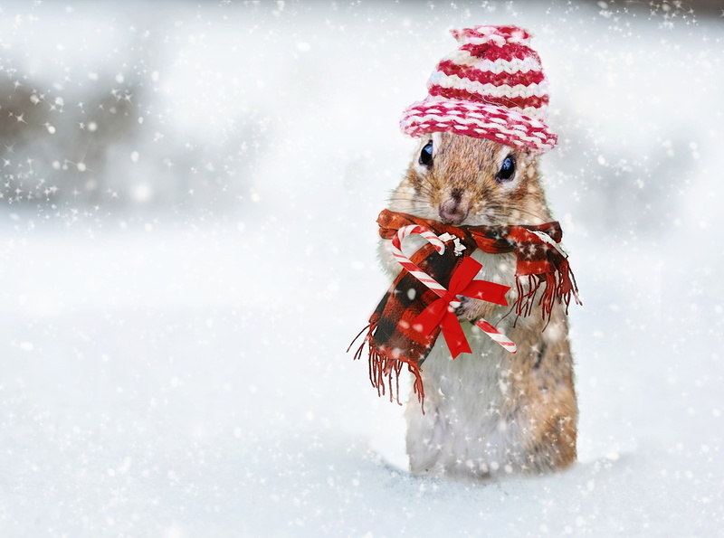 snowing, Holidays, Funny, field, MerryXmas, clothing, Snow, Cute, extreme weather, nature, Candy, scarfandhat, animal themes, Christmas, Snowflakes, CandyCane