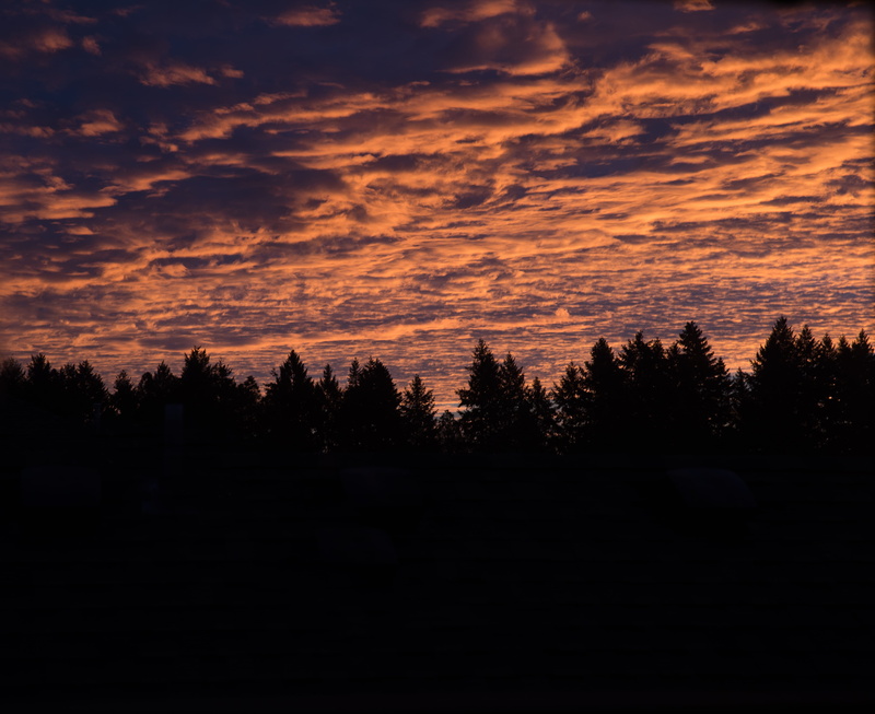 silhouette, coniferous tree, no people, or, idyllic, united states, color pop, sunrise, forest, orange, scenics - nature, portland, cloud - sky, non-urban scene