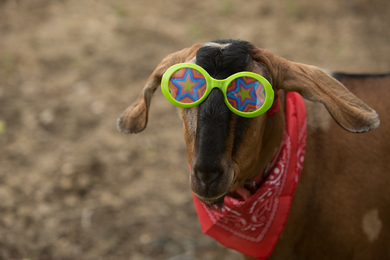 livestock, bandana, domestic, pets, animal body part, sunglasses, 5K, stars, day, kerchief, lime, brown, land, vertebrate, nature, green, farm, goat, people