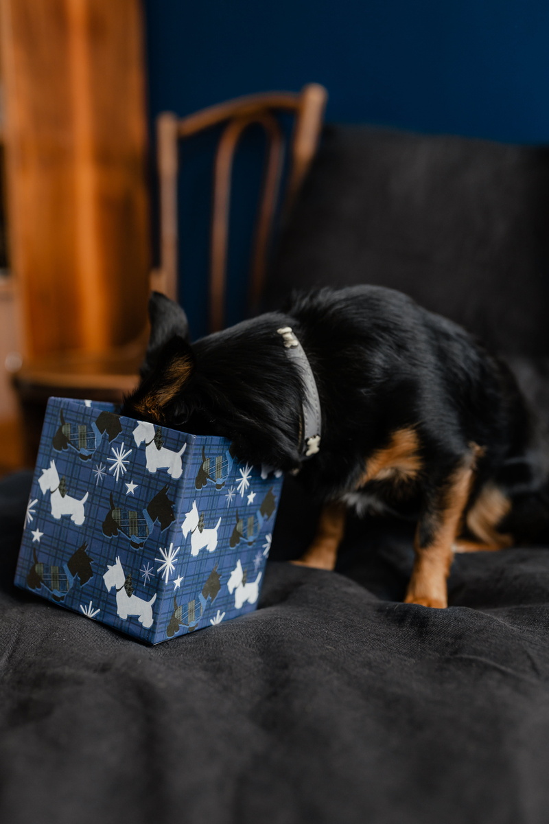 cute dog, domestic animals, vertebrate, selective focus, bedroom, gifts, on bed, present, puppy, indoors, 5K, no people, dog, mammal, domestic, home interior