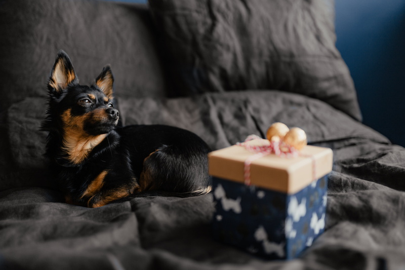 bedroom, bedding, lap dog, sofa, box, small, domestic, mammal, canine, domestic room, 5K, indoors, animal, celebration, bed, animal themes, small dog