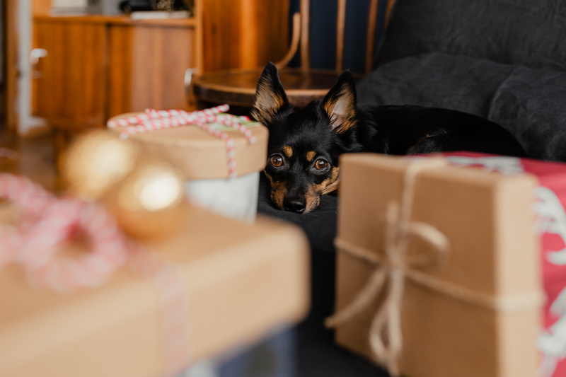 small, puppy, dog, animal, xmas, present, christmas, black, animal themes, celebration, box, cute dog, canine, 5K, no people, bedding, gift, mammal, bedroom