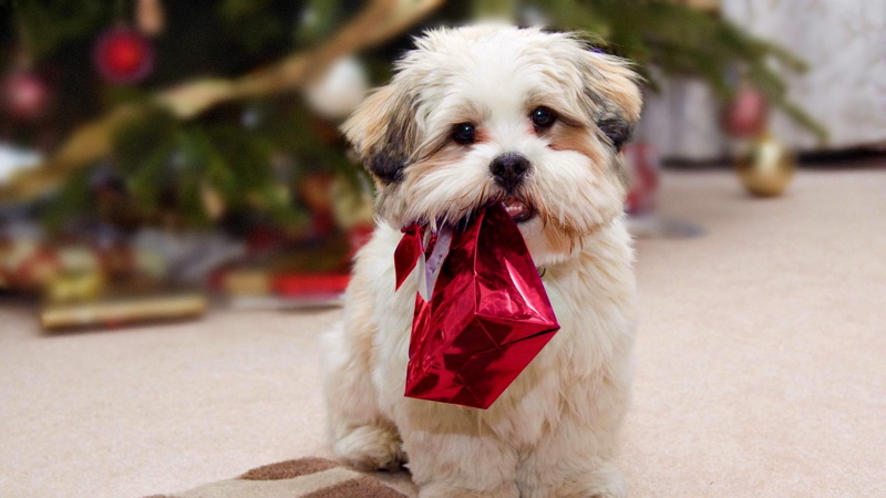 gift, cute, animals, bearing, 1080P, puppies, dogs, christmas, puppy
