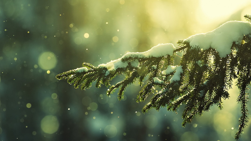 tree, bokeh, christmastree, 1080P, hd, snowy