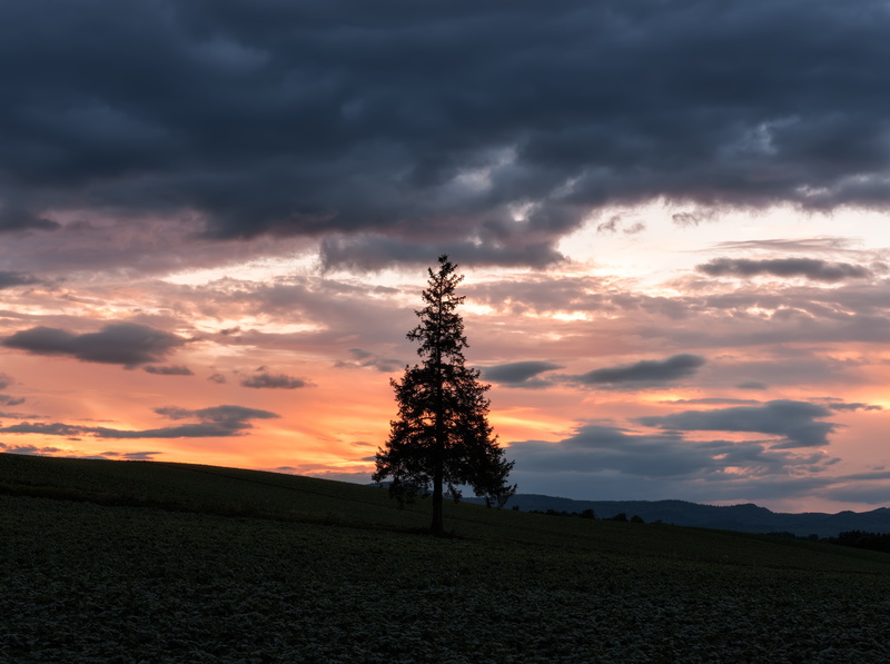 Sun and Sky, tranquil scene, silhouette, scenics - nature, plant, beauty in nature, 5K, christmas, Cloudy, hokkaido, christmastree, Landscape, land, no people
