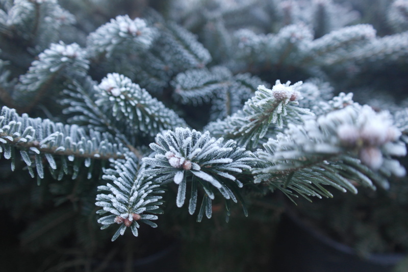 frozen, coniferous tree, day, outdoors, snow, cold temperature, christmastree, pine tree, plant, no people, leaves, nature, growth, beneden-leeuwen, fir tree