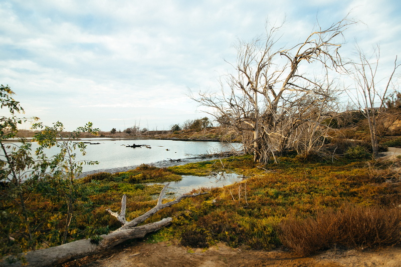 water, golden hour, cloud - sky, tree, grass, day, tranquility, outdoors, scenics - nature, united states, bare tree, sky, bolsa chica, huntington beach