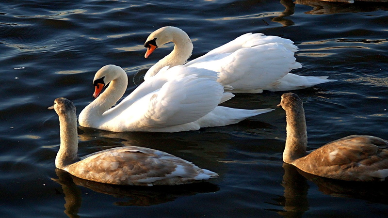 white, loving, beauty, ducks, 1080P, family, lakes, hd, art, water, warm, animals, prosperous