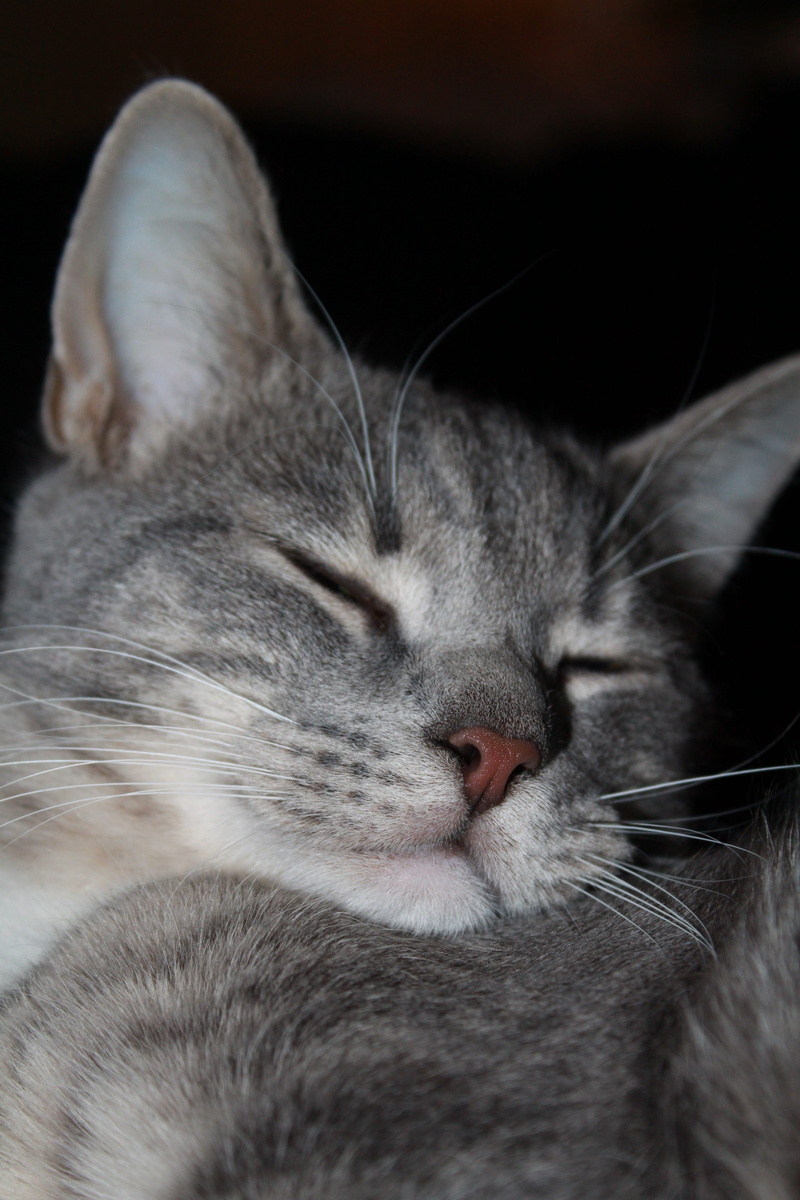 Cat, happy, relaxation, domestic, enjoy, one animal, animal, Cute, animal nose, sleeping, Prosperous, indoors, eyes closed, animal world, vertebrate, Pets