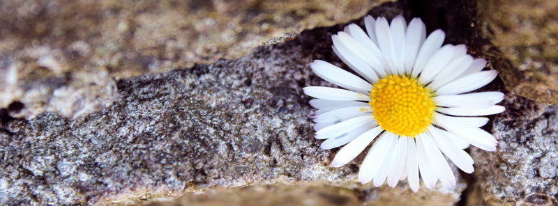 blossom, no people, flowering plant, prosperous, fragility, selective focus, close, nature, petal, white color, freshness, stone wall, close-up, softness