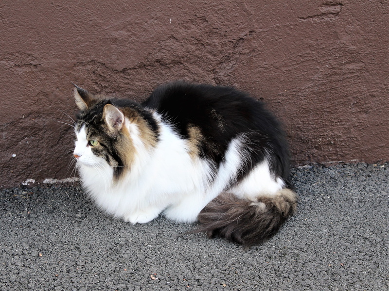 beautiful, beautiful cat, domestic cat, no people, mammal, pet, feline, vertebrate, animals, adult cat, norwegian forest cat, prosperous, cat, the multi-colored cat