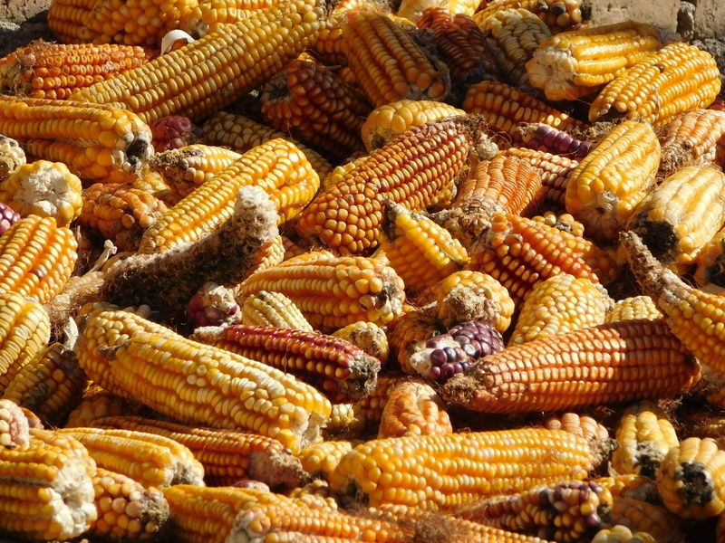 tortilla, rustic, Nutrition, gastronomy, 4K, food, stack, freshness, vegetable, full frame, wellbeing, sweetcorn, Corn, corn on the cob, food and drink