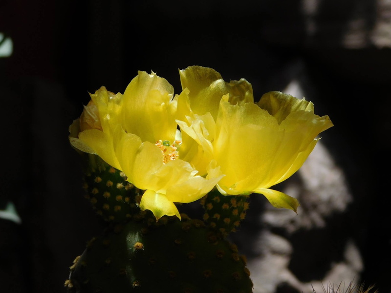 inflorescence, yellow, petal, springtime, cactus, vulnerability, flower head, zacatecas, mexico, beauty in nature, 1080P, nature, plant, night, freshness