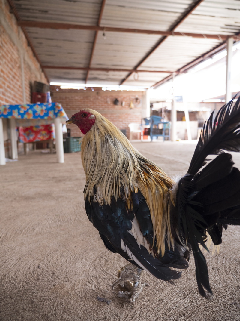 architecture, domestic animals, day, farm, mexico, 5K, rooster, pets, gx8, built structure, one person, panasonic, domestic, animal themes, mammal, bird