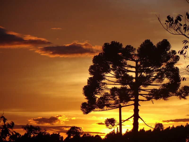 gold, non-urban scene, growth, pinheiro, tree, araucaria, tranquil scene, cloud - sky, sky, reflection, sol, trees, orange color, morning, outdoors, nature